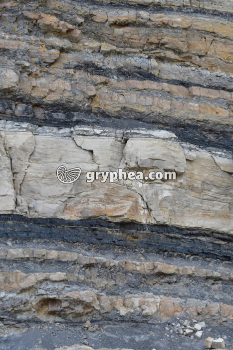 Strates de charbon - gryphea.org